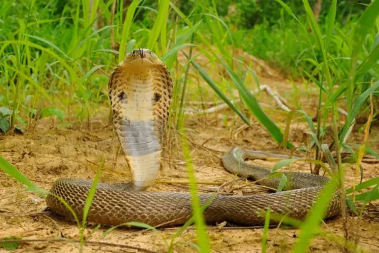Cobra myths and legends