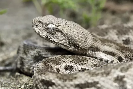 The habitat of the lebetina viper