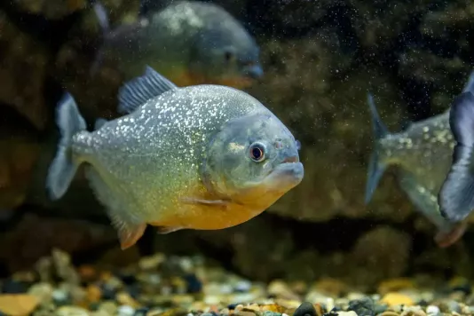 Myths and truths about piranhas